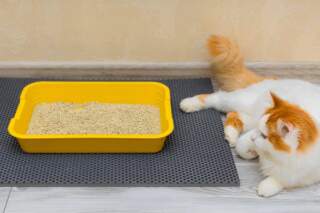 Buying Online Best Walmart Cat Litter